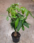 10" Pachira Money Tree Braid